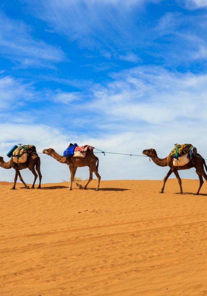 caravan-camels-sahara-desert-morocco (1)